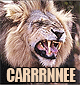 :RAWR:
